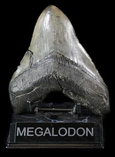 Large, Megalodon Tooth - South Carolina #36241